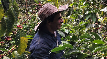 Perfect balance between the shade system and the sowing system of coffee production