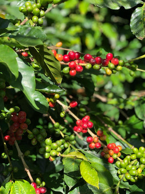 SUSTAINABLE COFFEE