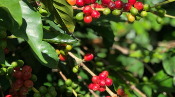 SUSTAINABLE COFFEE