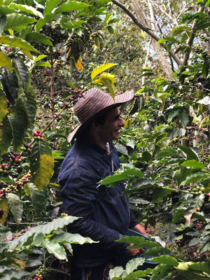 Perfect balance between the shade system and the sowing system of coffee production
