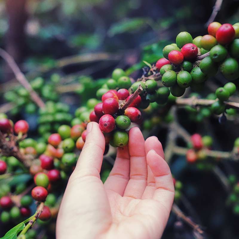 French Press vs Pour-Over: Which One Brings Out the Best of Colombian Coffee?